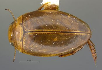Media type: image;   Entomology 23885 Aspect: habitus dorsal view